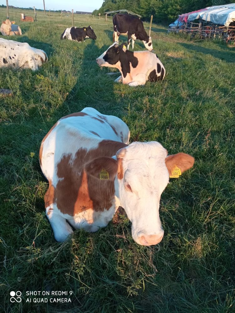 Vaci de lapte baltata romaneasca si holstine