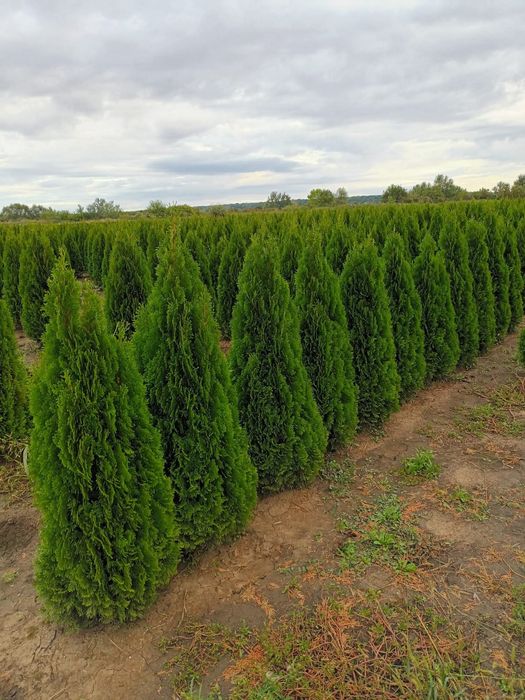 Vând tuia thuja smaragd diferite dimensiuni