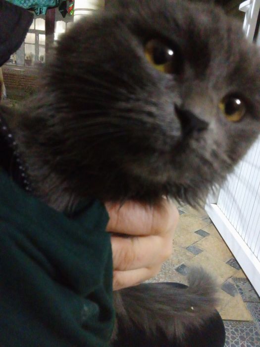 Пародистый котенок