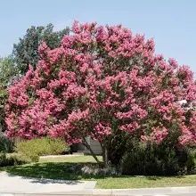 Liliac Indian Pomisor -Pink Roz