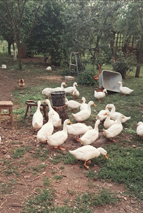 Vând rațe Pekin. Craiova si imprejurimi