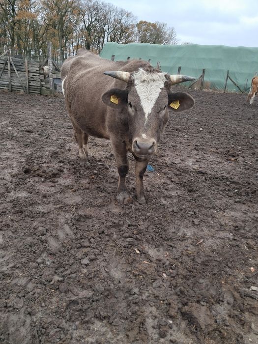 Juninca gestanta în luna a noua.