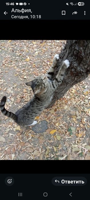 Животные, котенок, окрас "" мурка