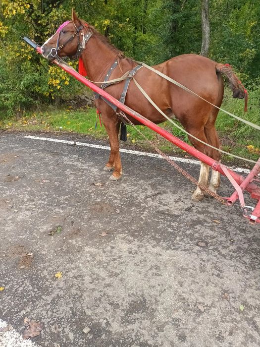 Vând un cal castrat cuminte de 3 ani jumate