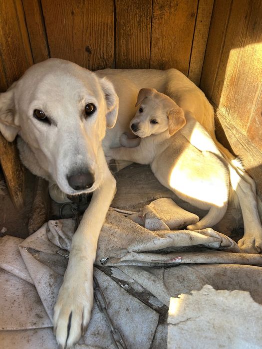 Отдам щенка в хорошие руки