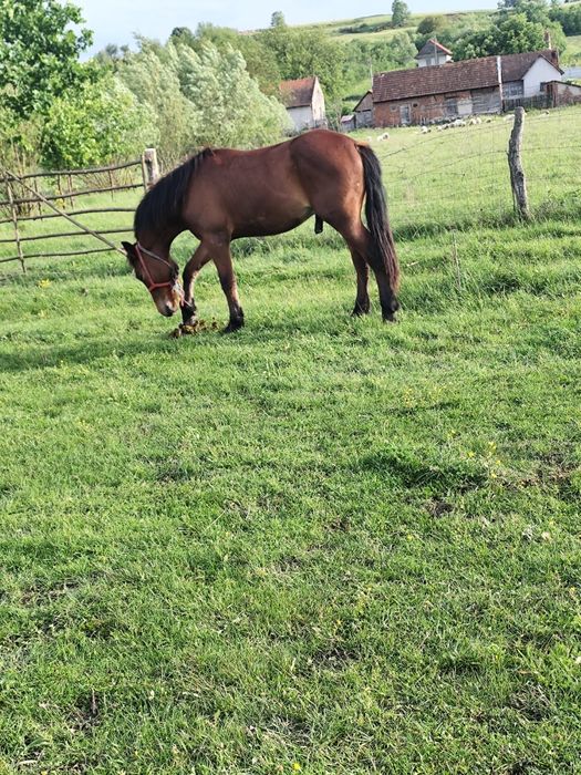 Vând mânz de un an jumate