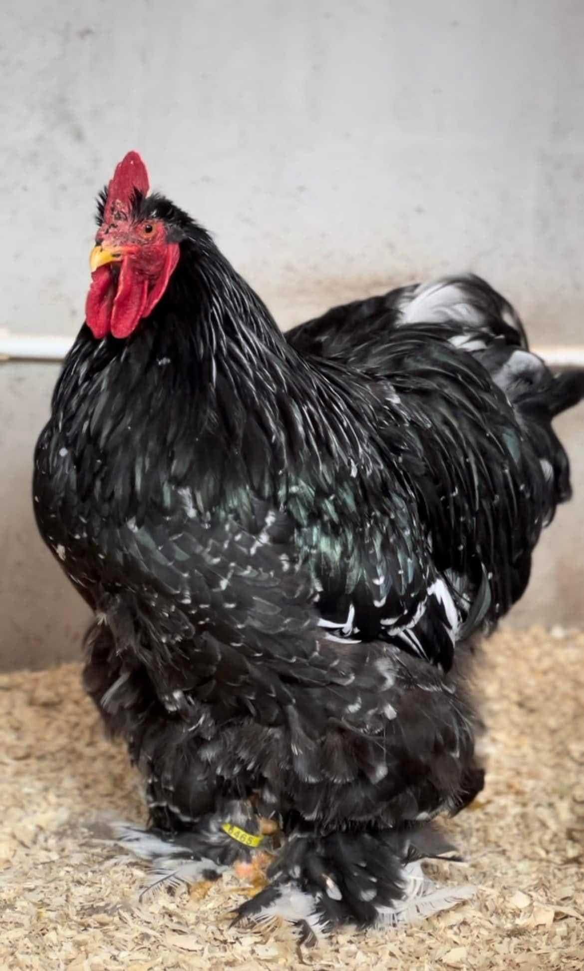 Pui si Oua de incubat Brahma HD Gold Albastru Cochinchina Urias Bobat