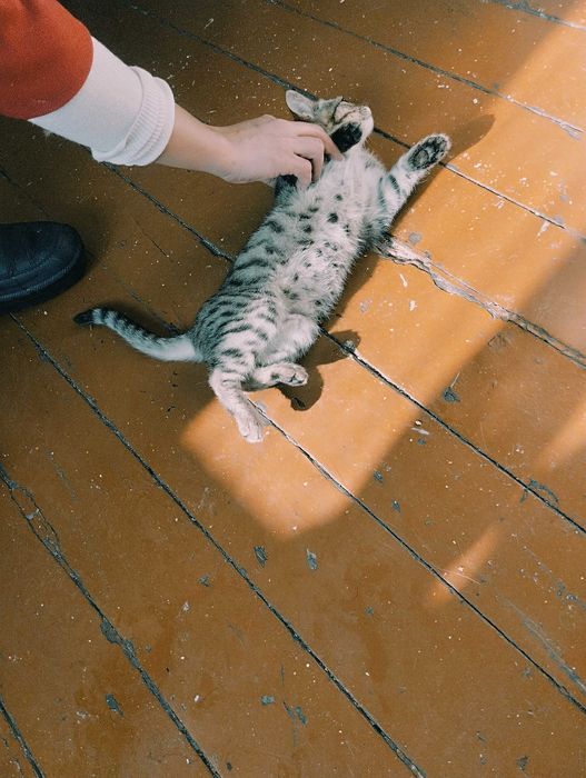 Умный котёнок тигрового окраса в добрые руки