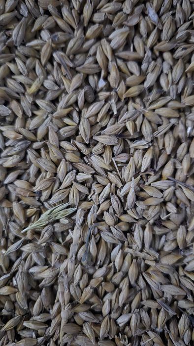 Продам ячмень сухой чистый