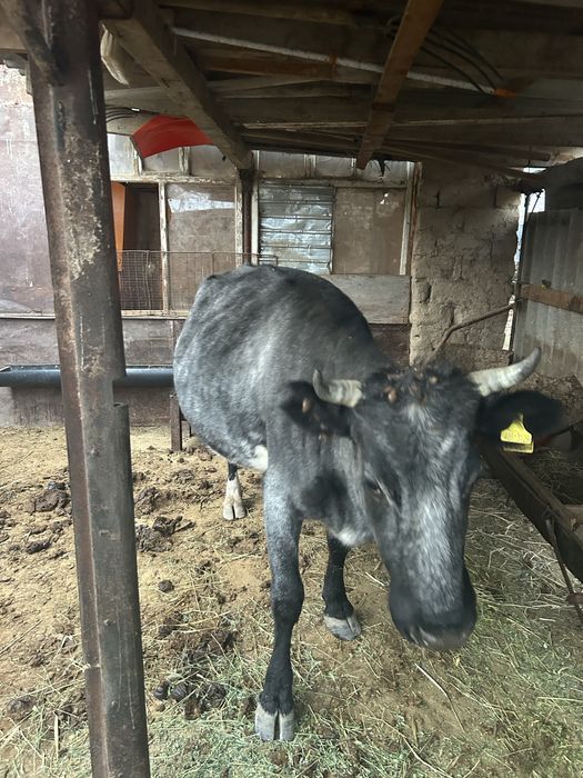 Сйыр сатлады 3 туған парода,буаз сиыр