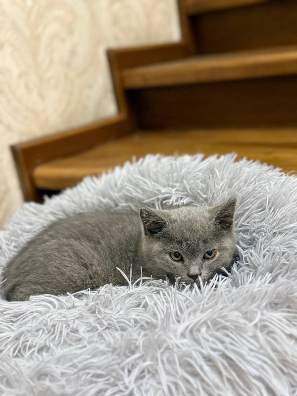 Скотиш страйт девочка