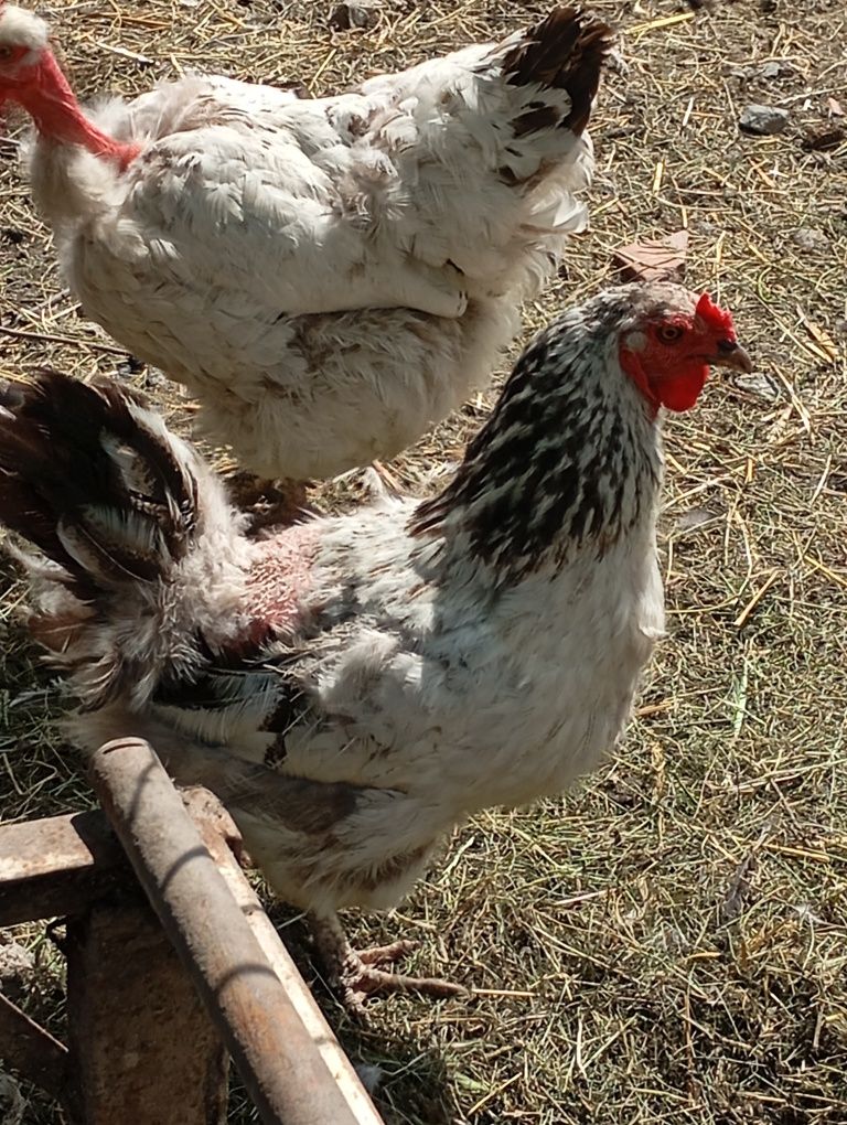 Găini și cocoși de vânzare!