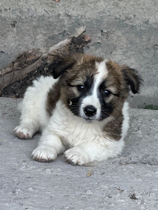 Щенкам нужен дом