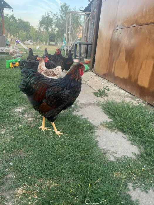 Wiandotte 6 luni Oferta