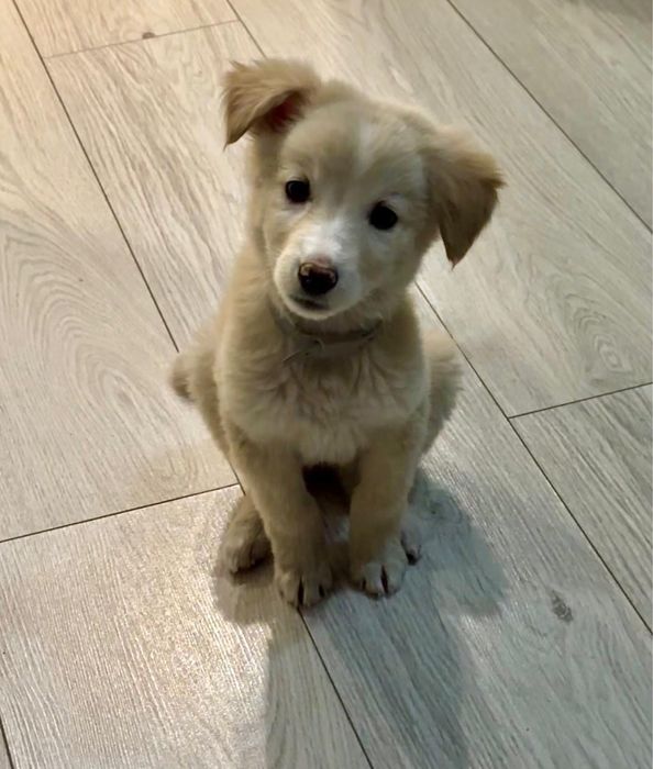 Отдам малютку щеночка в хорошие руки