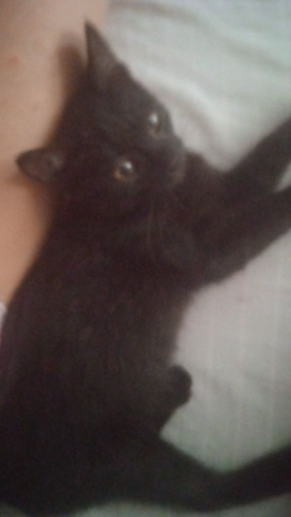 Одам в добрые руки котят