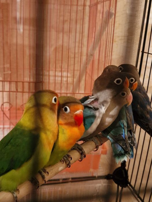 Неразлучники разные породы