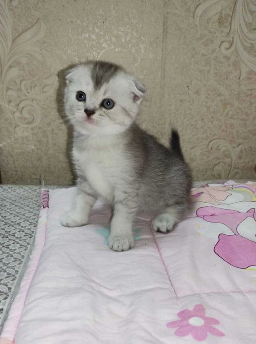 Продается котенок серебристая шиншила, мальчик.