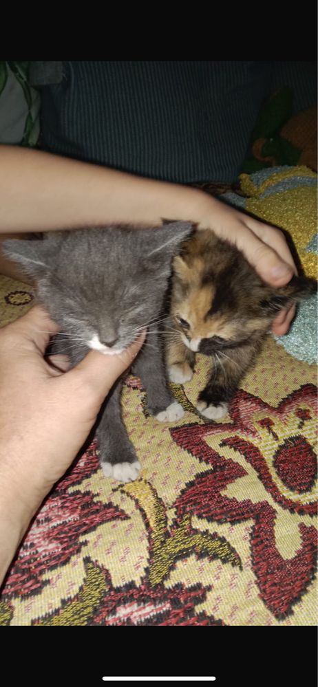 Котята в ответсвенные руки