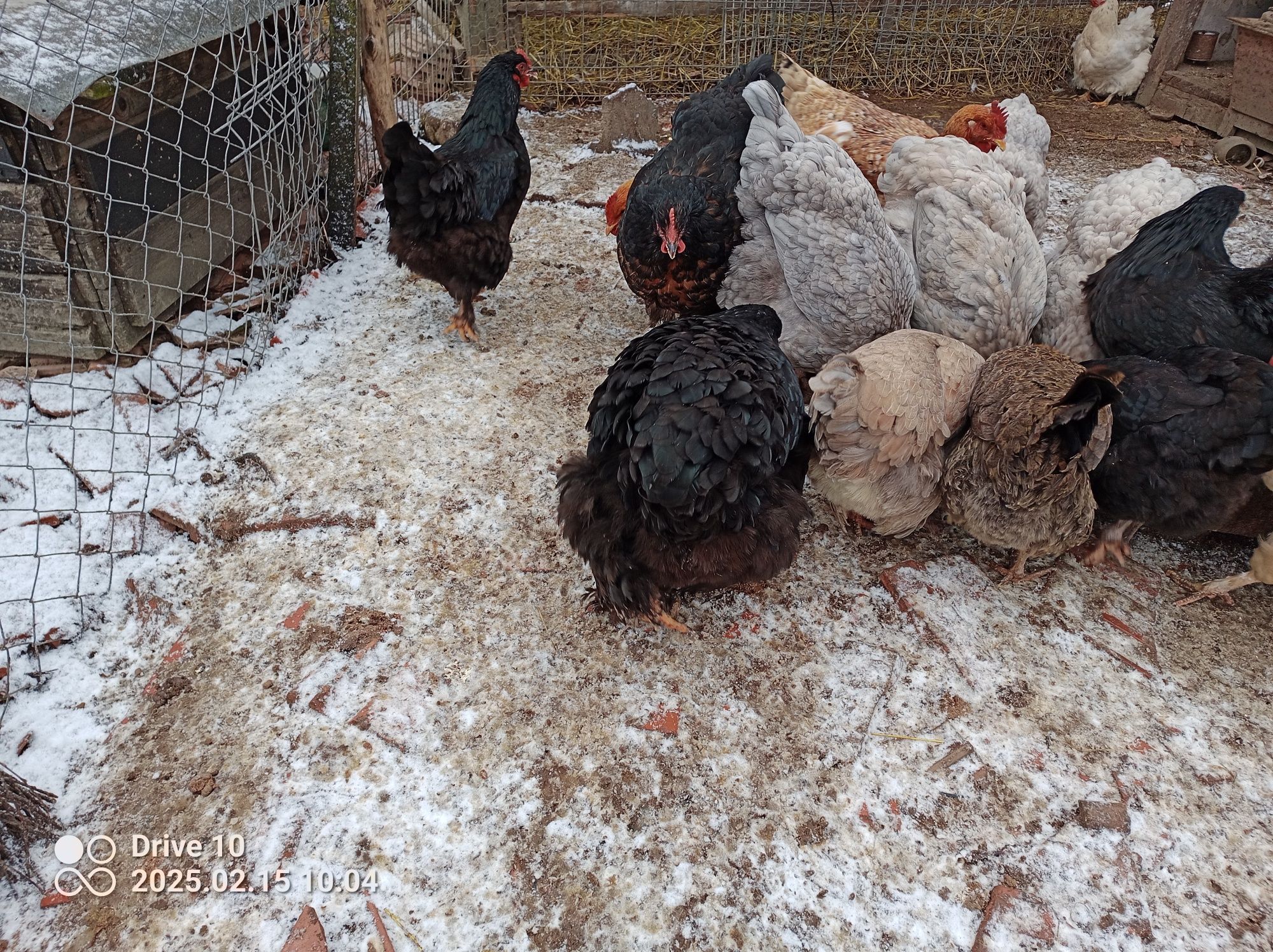 Gaini Cochinchina uriaș pe negru