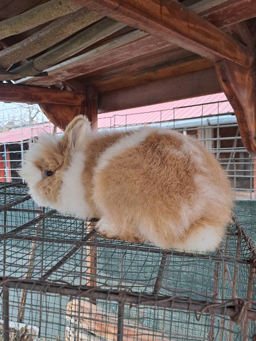 Iepurasi cap  de leu