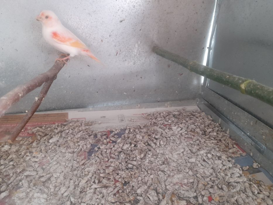 Canari de dat frumosi si galagiosi