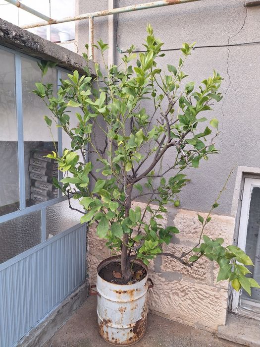 Лимон (плододаващ)-18години