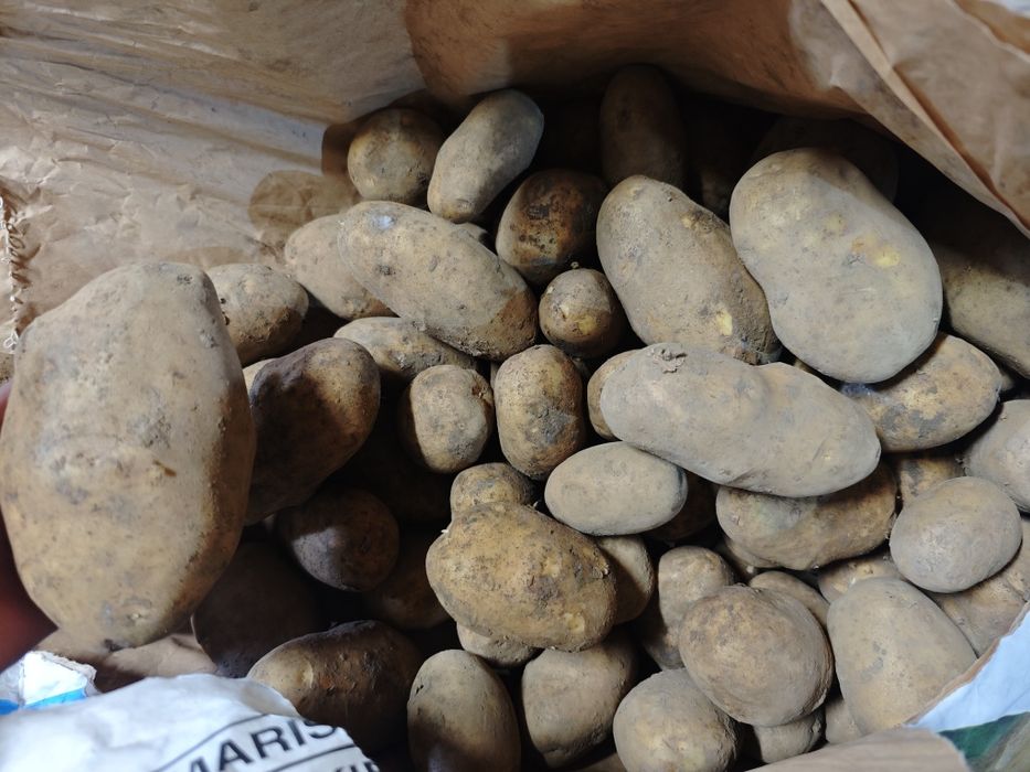 Vând cartofi de consum, calitate foarte bună ideali pentru aproviziona