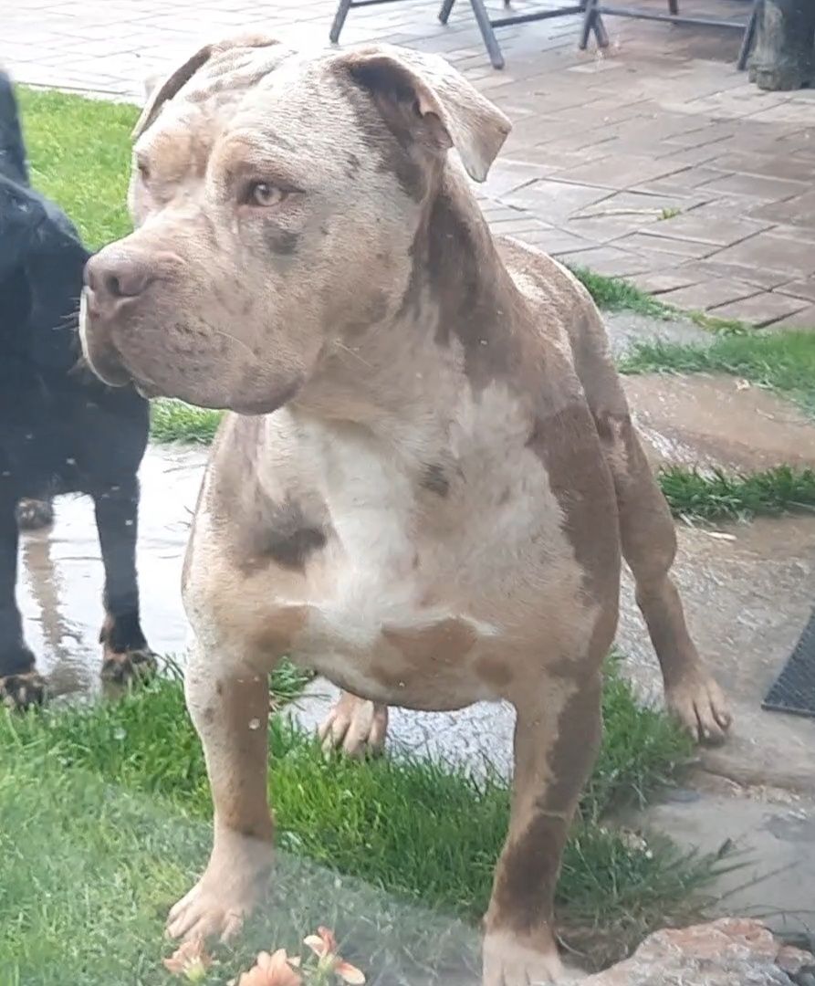 American bully xl Femelă