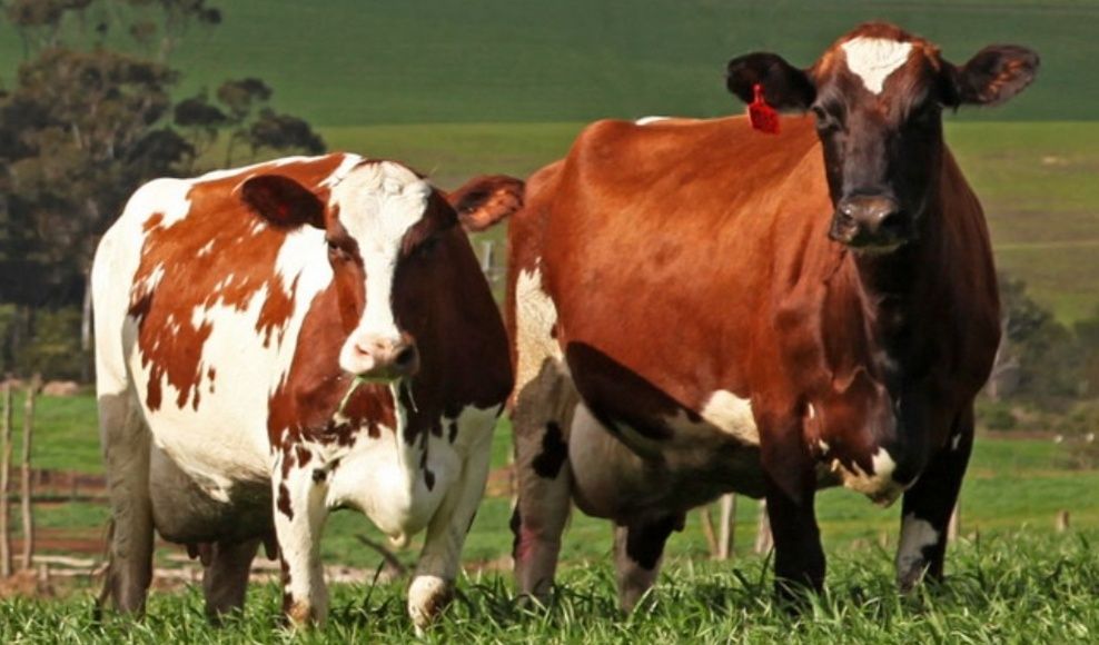 Айширская порода