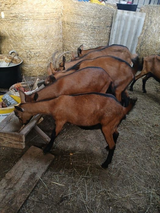 Capre alpina Franceza