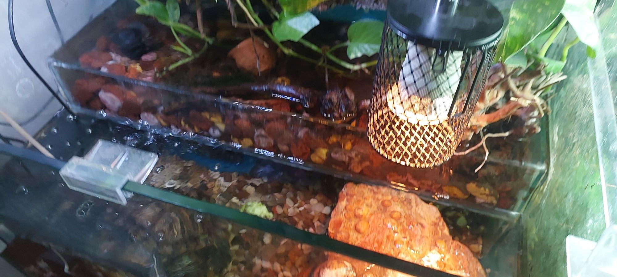 Akvarium palyudarium sotiladi.