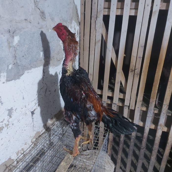 Шамо хинт  микс 1.5 год шпорист