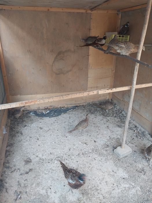 Kavkaz fazan sotiladi bahorgi jo'jalar kelishamiz barteram bo'ladi