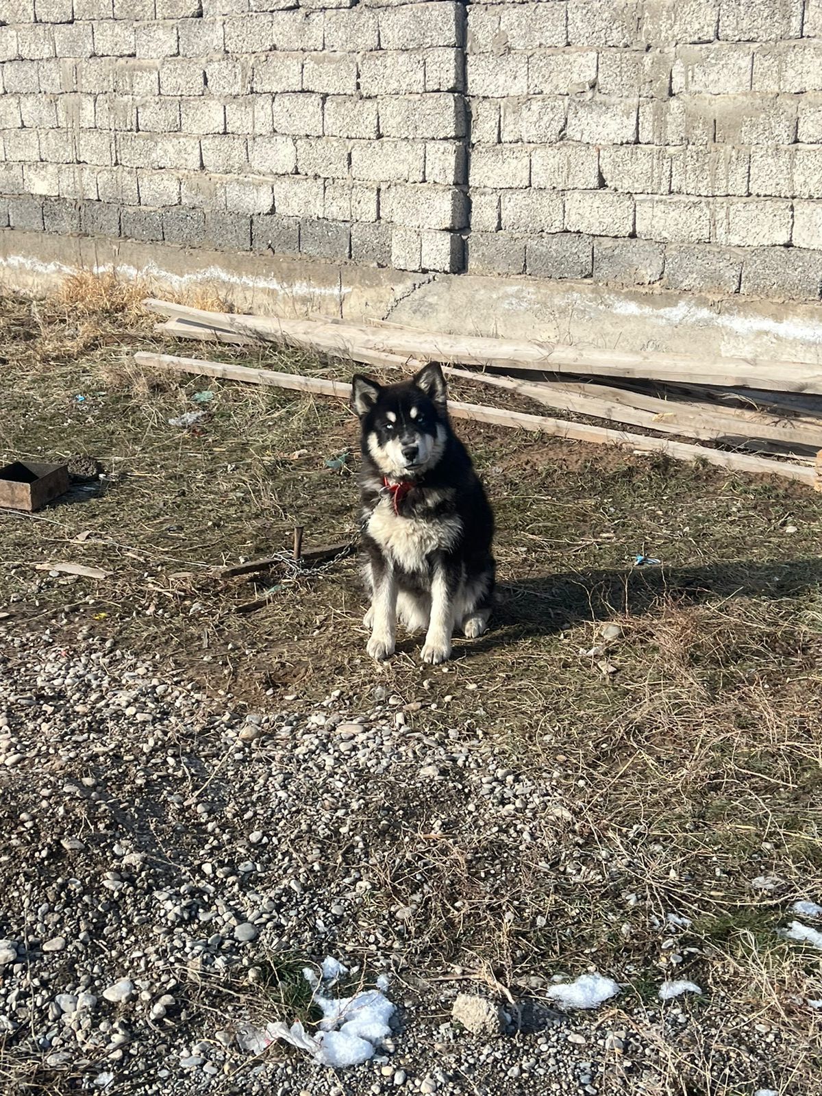 Срочно продается щенок хаски