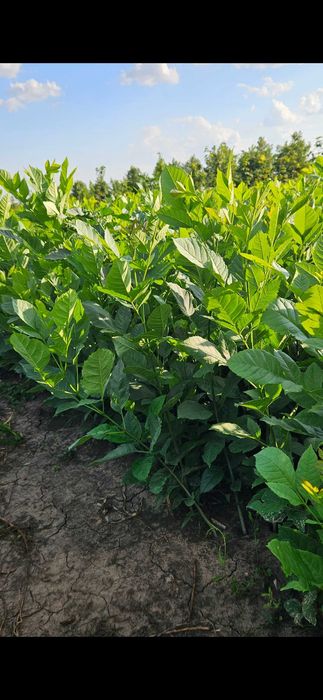 Puieți de ulm, stejar,lemn cainesc,salcioara,frasin