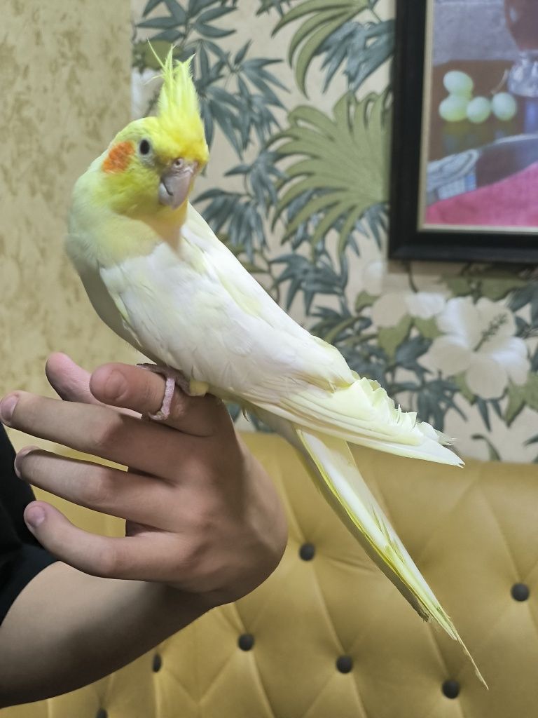 Ручные красавцы кореллы !