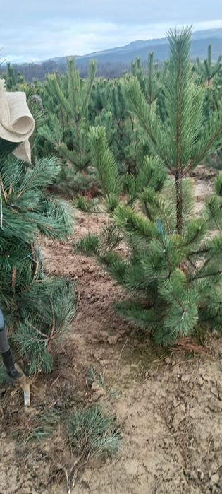 Brazi bogați cu transport asigurat