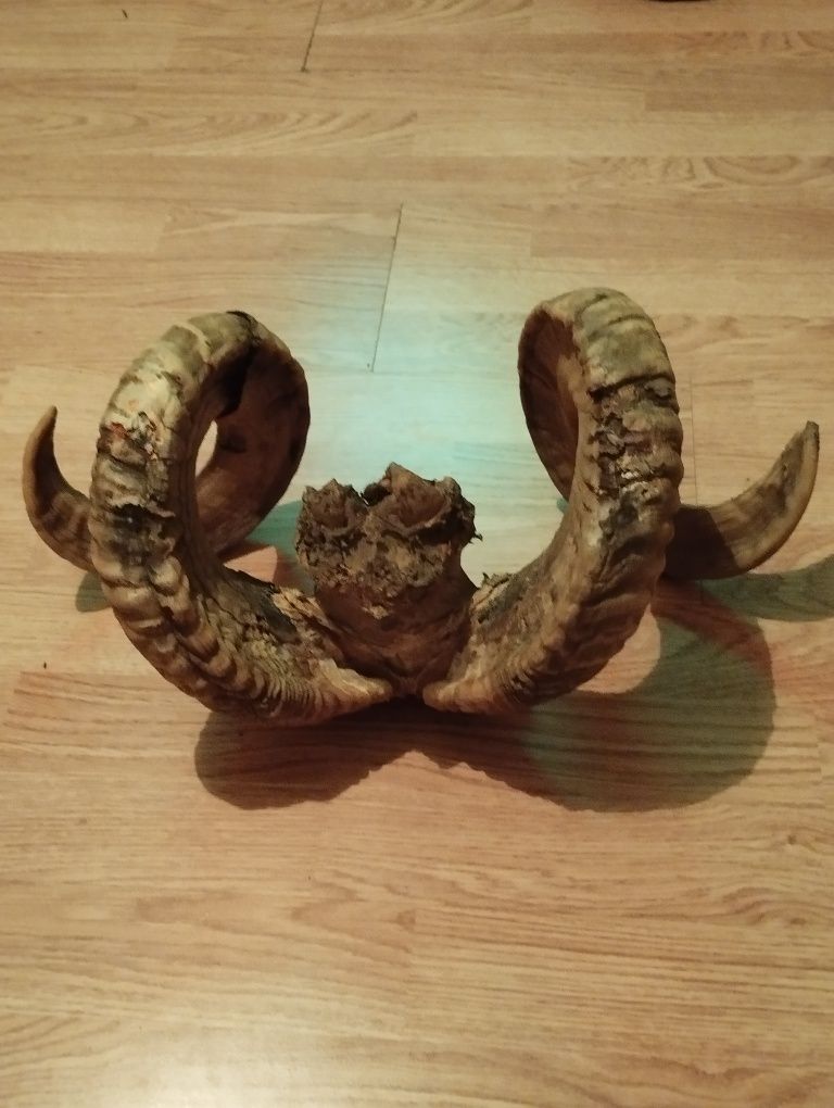 Рога от алпийски овен