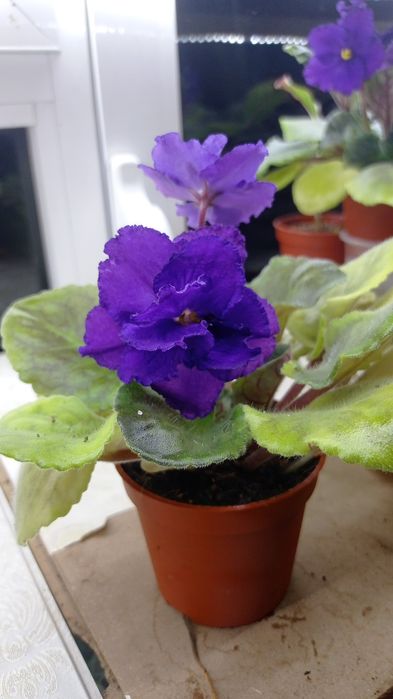 Fiyalka gullari  arzon narxlarda xarid qilishingiz mumkin