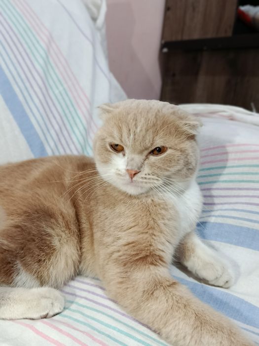Scottish Fold mushik , mushuk sotiladi, Скоттиш фолд котенок продается