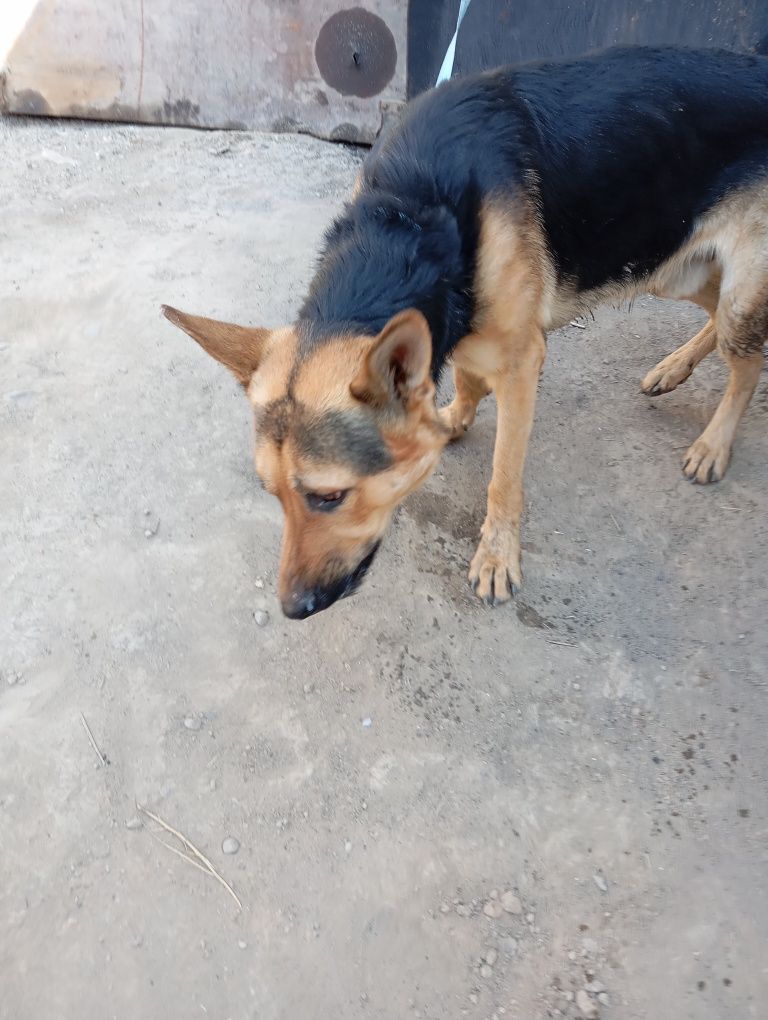 Afcharka sotiladi