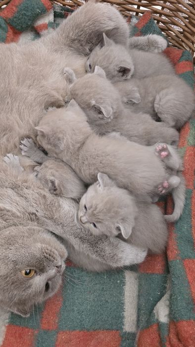 Pisici british shorthaire și scotish fold