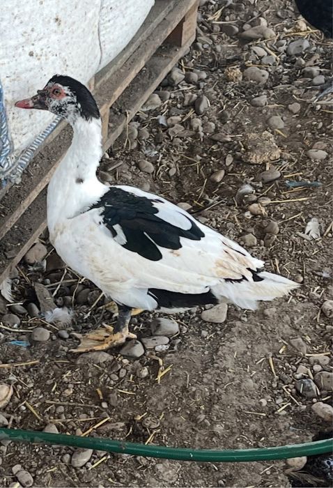 De vânzare rățoi tineri