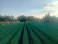 Vand ceapa verde