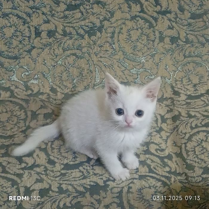 Котенок страйк и фолд