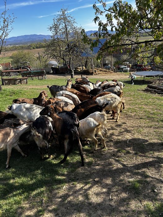 Capre Metris cu Anglonubian