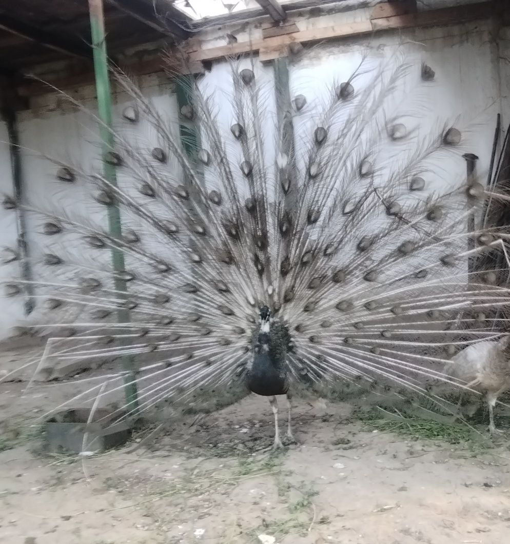 Mascul opal ochi albi matur