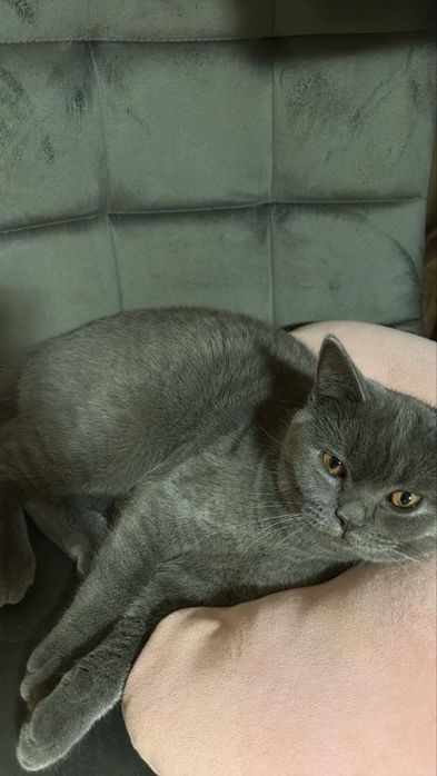 Vand motan brithish short hair