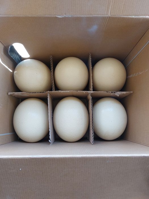 Vindem oua de strut din productie proprie